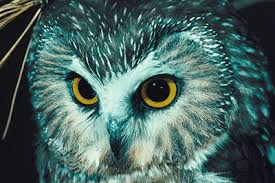 Owls can see at night because theyre nocturnal meaning they are awake at night and sleep during the day. Owls Facts Science Trek Idaho Public Television