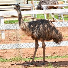 The information given on this page is for your guidance only and. Rancho San Diego Emus Emu Oil Helps Uses Benefits