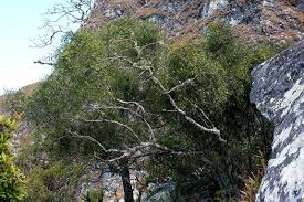 Image result for Olea chimanimani