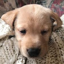 She will come with first shot, multiple dewormings, akc registered, and microchipped. Love Of Minnesota Akc Labrador Retrievers Home Facebook