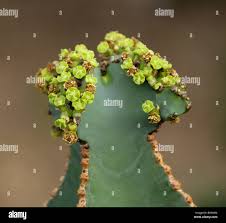 Image result for Euphorbia fortissima