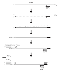 This video compares the differences between cdna and genomic dna libraries under 3 minutes. Https Www Pflanzenphysiologie Uni Rostock De Storages Uni Rostock Alle Mnf Bio Pflanzenphysiologie 09 Rna Vorlesung2016 Pdf