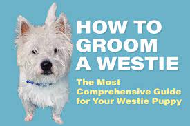 How To Groom A Westie The Most Comprehensive Guide For Your Westie Puppy Video