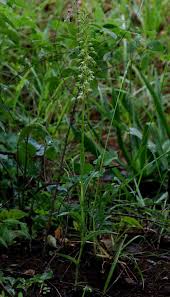 Image result for Habenaria disparilis