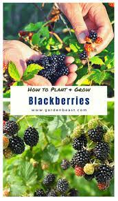 How To Grow Blackberries Tips For Planting Growing Complete Guide Growing Blackberries Blackberry Plants Growing Fruit Trees