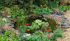Creating A Wildlife Pond For A Garden Ponds For Small Gardens Garden Pond Design Pond Plants