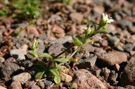 Image result for Cerastium indicum