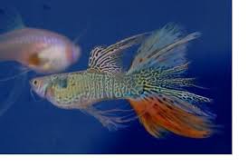 Pin By Jaroslaw Musial On Submerged Guppy Fish Aquarium Fish Tropical Fish