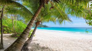 ❤ get the best palm tree wallpapers on wallpaperset. Wallpaper Palm Trees Beach Sea Tropical Summer 7680x4320 Uhd 8k Picture Image
