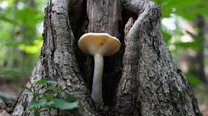 Image result for Lentinus edodes