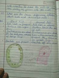 Maybe you would like to learn more about one of these? Make A Comparison And Write Down Ways In Which Plant Cells Are Different From Animal Cells Brainly In