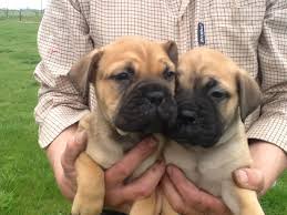 Interested in finding out more the bullmastiff is a large and very powerfully built breed. Adopt Bullmastiff Puppies Online In India