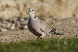 Collared Dove Bird Information Photos Videos Vine House Farm Vine House Farm