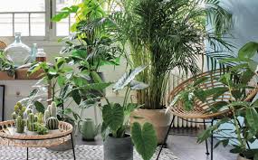 19 Plantes D Interieur Qui N Ont Pas Besoin De Lumiere Du Soleil Plante Interieur Palmier Interieur Plante