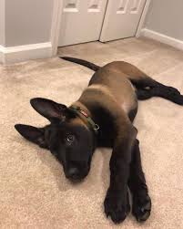 Must See 13 Before And After Photos Of Adopted Dogs That Prove Love Can Move Mountains In 2020 Cute Dogs And Puppies Malinois Puppies Puppies