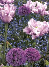 Purple Pink And Blue Tulips Allium Plant Combinations Plants Flowers Nature