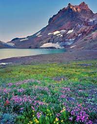 Maybe you would like to learn more about one of these? Wild Flowers Inspiration Broken Top Near Bend Oregon Green Lake A Great Hike So Beautiful Flowers Tn Leading Flowers Magazine Daily Beautiful Flowers For All Occasions