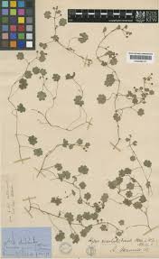 Image result for Hydrocotyle mannii