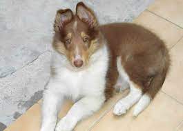 Pin Op Collies
