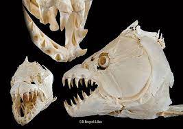 Goliath Tigerfish Animal Skeletons Animal Bones Tiger Fish