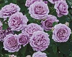 We did not find results for: Purple Dragon Rose Bush 20 Seedsrare Free Shipping Usa Seller Etsy In 2021 Landscaping With Roses Planting Roses Rose Seeds