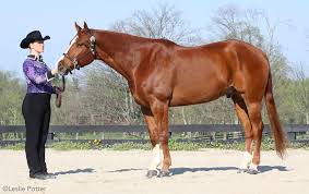 We did not find results for: American Quarter Horse Traits And Characteristics Horse Illustrated