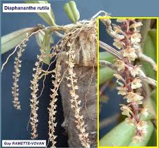 Image result for Diaphananthe stolzii