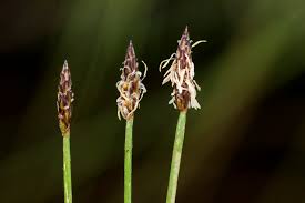 Image result for Eleocharis brainii