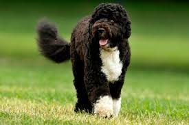 Questar's let the sun shine @ go and win im alter von5 monaten. Cao De Agua Portugues Quinta Da Patada