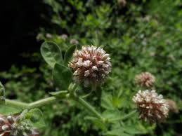 Image result for Lotus namulensis