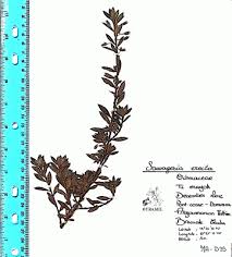 Image result for Sauvagesia