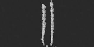 Image result for Scleria hispidula