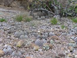 Mammillaria Perezdelarosae Subs Andersoniana In Habitat