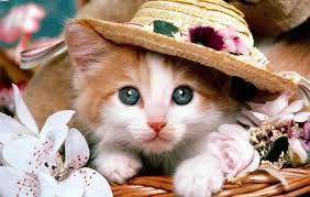 Search free cool cat wallpapers on zedge and personalize your phone to suit you. Cat Hd Wallpapers Cute 2018 Cool Cat Wallpaper Telechargement Gratuit Topapplications Cute Cat Wallpapers