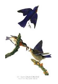 Sialis Quotes About Bluebirds