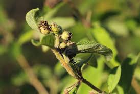 Image result for Lippia javanica