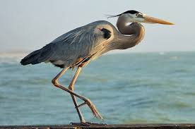 Bird With Blue Feet How Bird Feet Work Birds And Blooms Bird Heron Common Birds