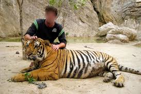 The milwaukee county zoo is a zoo in milwaukee, wisconsin, operated by the milwaukee county parks commission. The Big Unsexy Problem With Tinder S Tiger Selfies Science Smithsonian Magazine