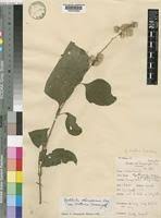 Image result for Cyathula polycephala