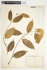 Image result for Oncinotis