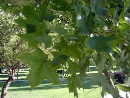 We did not find results for: Arboretum Index I P