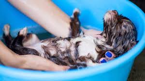 Das allein wird ihn schon motivieren, zu dir zu sehen. Den Welpen Baden Auf Diese Dinge Musst Du Achten Welpenknigge De