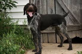 However, our commitment to those who appreciate the highest standards in pedigree and temperament have remained uncompromised. German Wirehaired Pointer Puppies Michigan Sportsman Forum