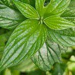 Image result for Pouzolzia parasitica