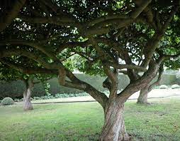 Content updated daily for history tree The Medlar A Strange But Charming Tree Gardenista
