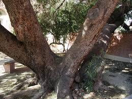 Image result for Searsia lancea