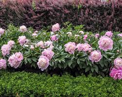 Maybe you would like to learn more about one of these? 7 Myths About Planting Peonies This Plant Expert Wants You To Know Country