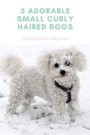5 Absolutely Adorable Small Curly Haired Dogs In 2020 Dogs Curly Hair Styles Dog Life