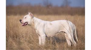 Dogo Argentino Facts Habitat Diet And Size With Pictures