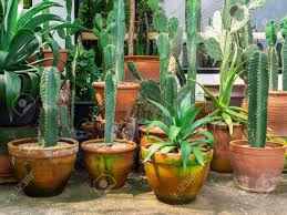 You will receive 1 lb. Various Cactus Plenty Lot Of Cacti Plants Outdoor Tall Cactus Stock Photo Picture And Royalty Free Image Image 134016779